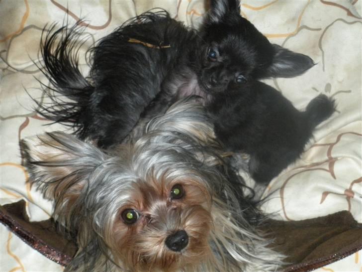 Yorkshire terrier pearly billede 6