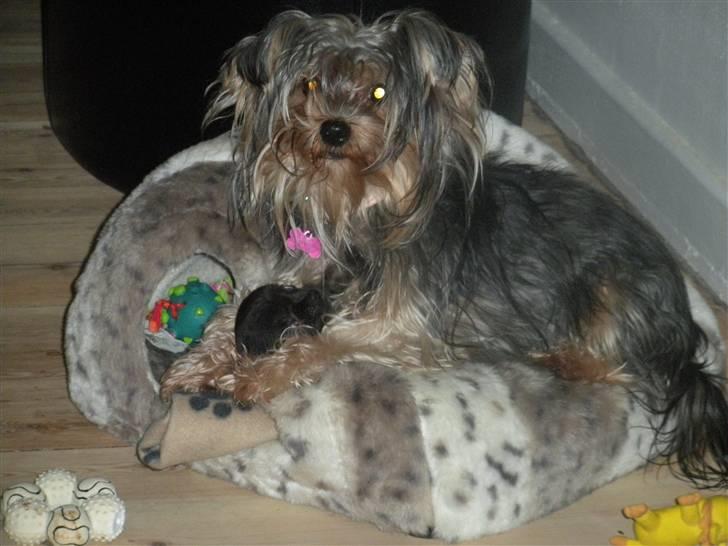 Yorkshire terrier pearly billede 7