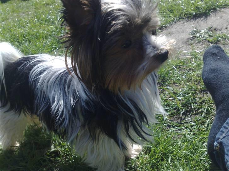 Biewer yorkshire terrier Larry - Mor synes jeg er verdens smukkeste Biewer billede 1