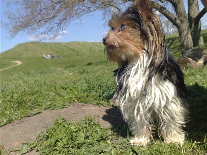 Biewer yorkshire terrier Larry - Larry nyder solen billede 2