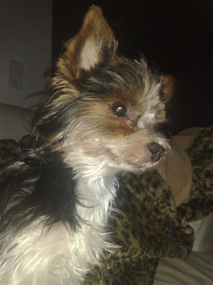 Biewer yorkshire terrier Larry - Mors smukke dreng billede 3