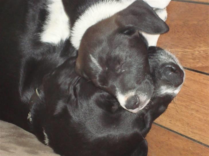 Blanding af racer Basse - Tålmodig farmand...  billede 14