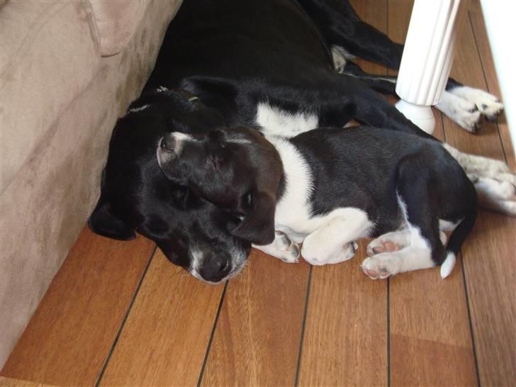 Blanding af racer Basse billede 15