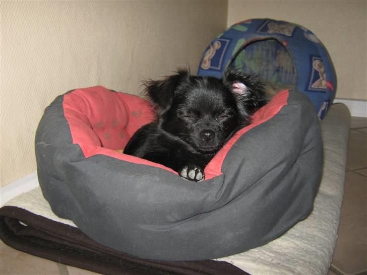 Chihuahua ¤*¨¨*¤.Nuckar.¤*¨¨*¤ billede 9