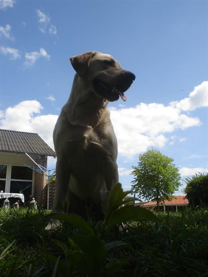 Labrador retriever Dumle - velkommen til min profil billede 1