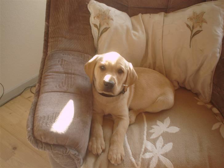 Labrador retriever Dumle - Savner stadig min mor lidt i nu billede 2