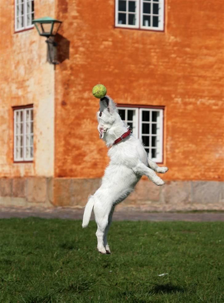 Jack russell terrier Ace (Himmelhund) - Kan jeg fange bolden billede 4