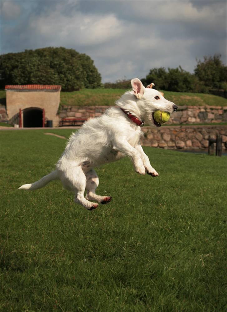 Jack russell terrier Ace (Himmelhund) billede 5