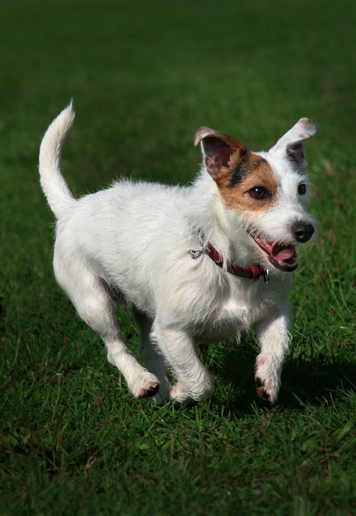 Jack russell terrier Ace (Himmelhund) - her kommer jeg billede 6