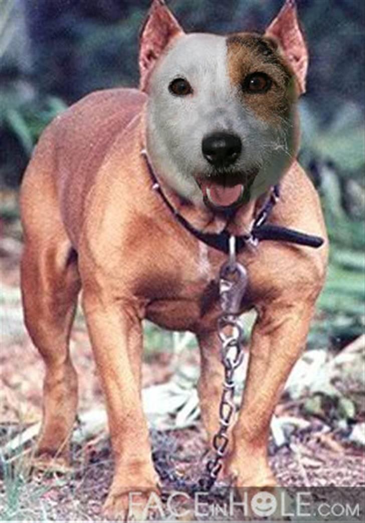 Jack russell terrier Ace (Himmelhund) - den gensplejsning gik vidst galt billede 7