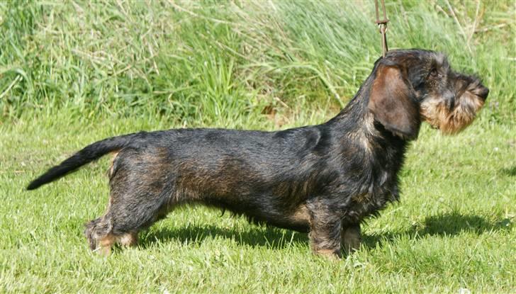 Gravhund Alma billede 8