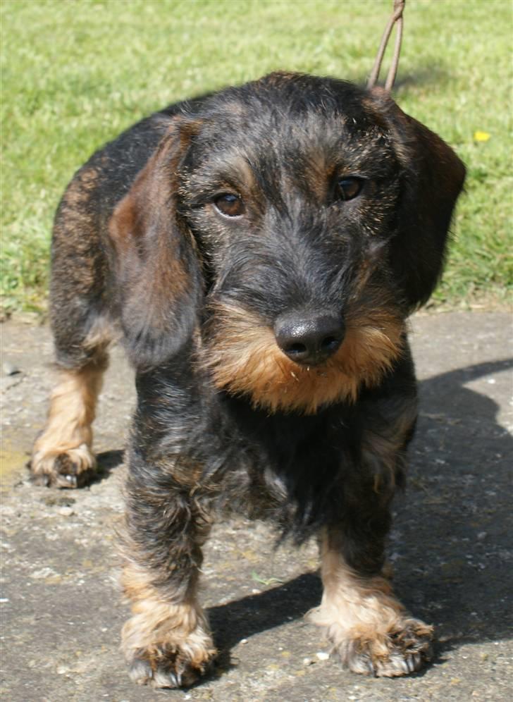 Gravhund Alma billede 9