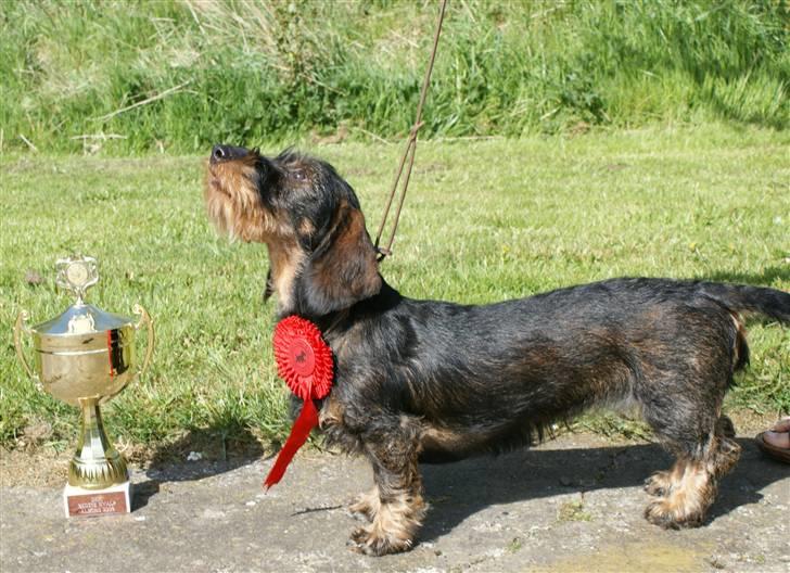 Gravhund Alma billede 10