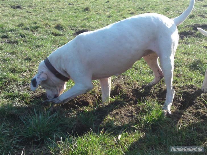 Amerikansk bulldog aja R:I:P - jeg tror den er dernede billede 7