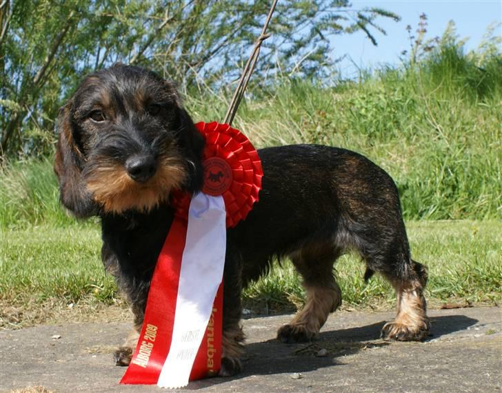 Gravhund Alma billede 11