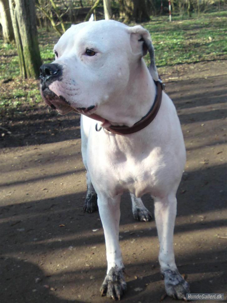 Amerikansk bulldog aja R:I:P billede 8