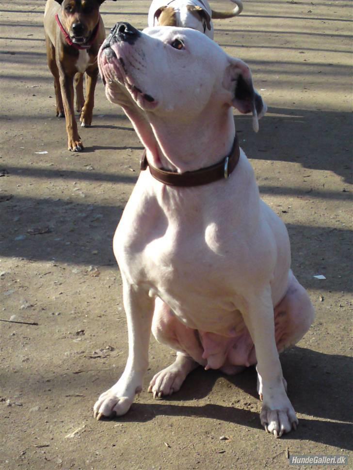 Amerikansk bulldog aja R:I:P - er det mad du har der billede 9