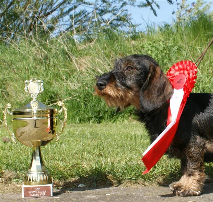 Gravhund Alma billede 12