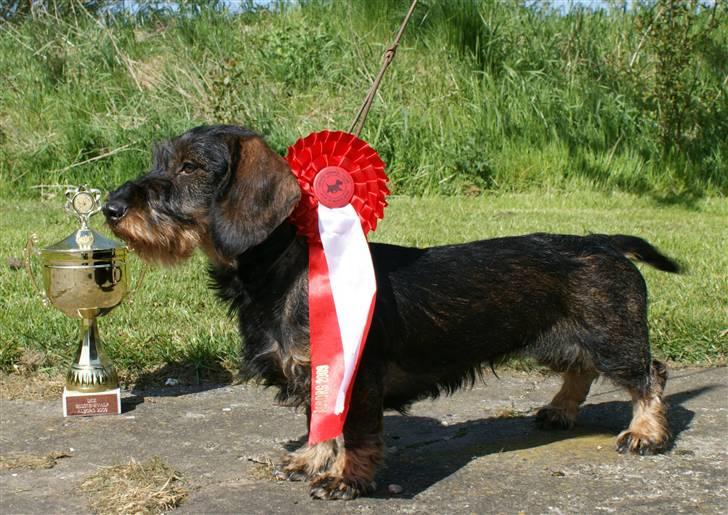 Gravhund Alma billede 13