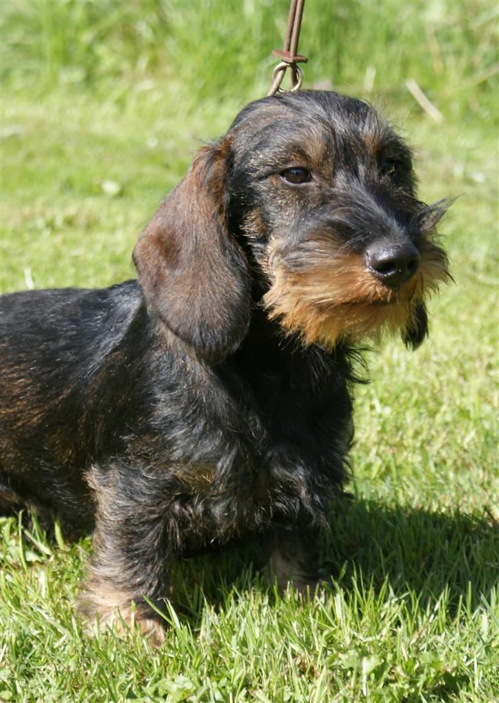 Gravhund Alma billede 14