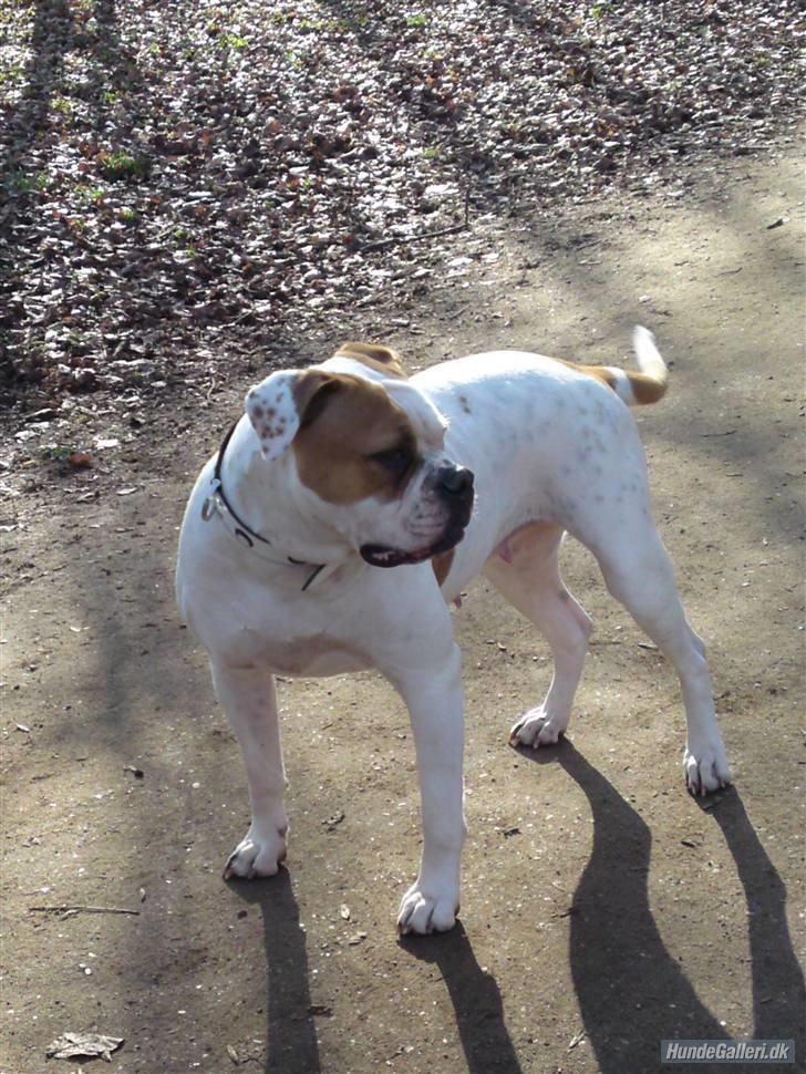 Amerikansk bulldog Østergård`s donna R.I.P billede 15