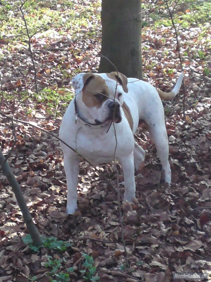 Amerikansk bulldog Østergård`s donna R.I.P billede 16