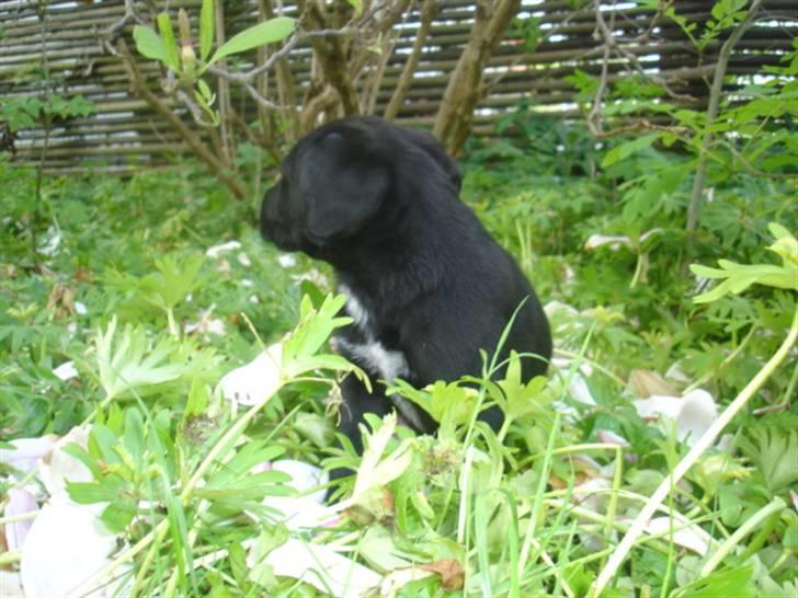 Labrador retriever Kaisa Rose - Kaisa Rose. 5/5/09 billede 13