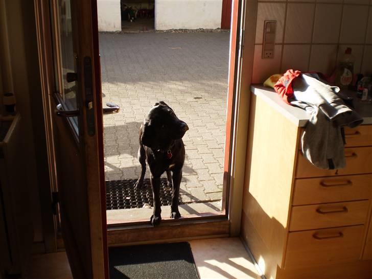 Blanding af racer Laica - Laica (: - jeg elsker den hund! billede 15