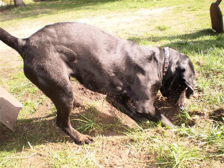 Blanding af racer Laica - Lacia (: - fandt et kødben en halv meter nede :b billede 16