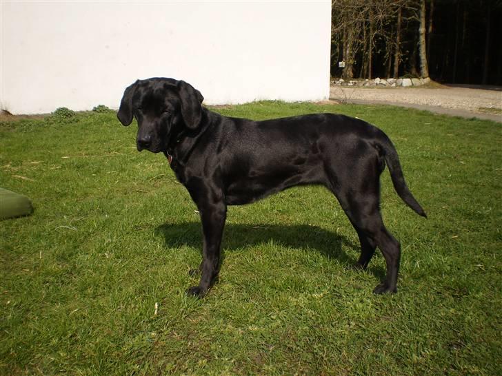 Blanding af racer Laica - Laica (: - kigger på en fugl :b billede 17