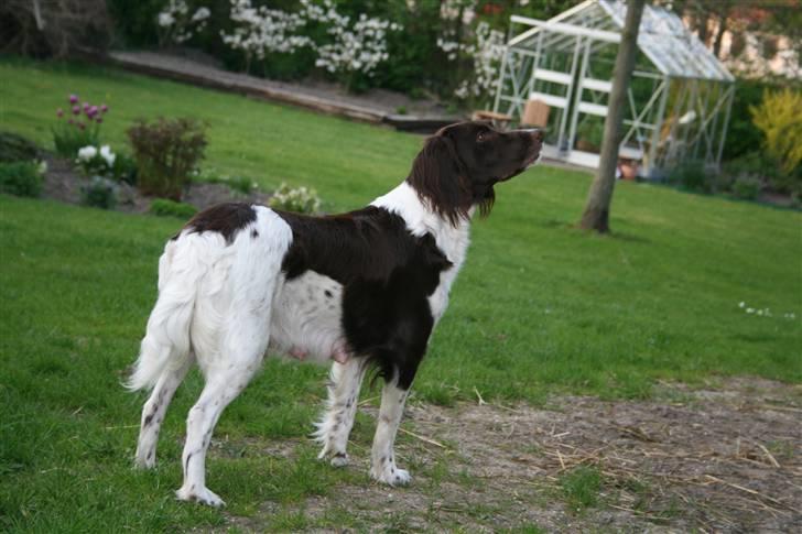 Kleiner münsterländer Sille billede 1