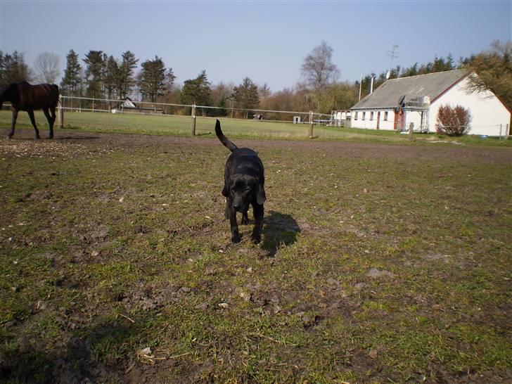 Blanding af racer Laica - Lacia (: - tøffer rundt ude på marken :b billede 18