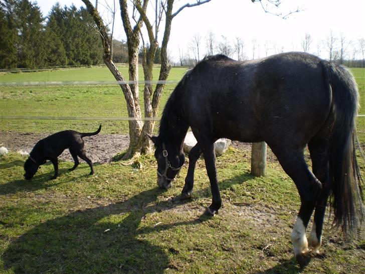 Blanding af racer Laica - Laica (: - tøffer rundt ude på marken, med Pølle lige i hælene :b  billede 19