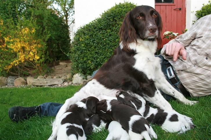 Kleiner münsterländer Sille - mor og unger :) billede 2