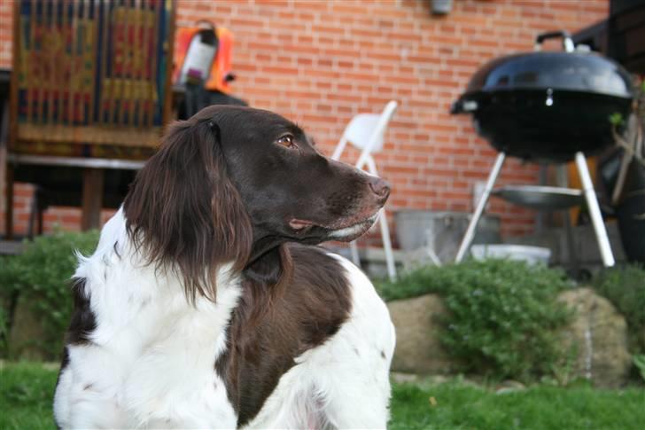 Kleiner münsterländer Sille - smukke sille :´D billede 3