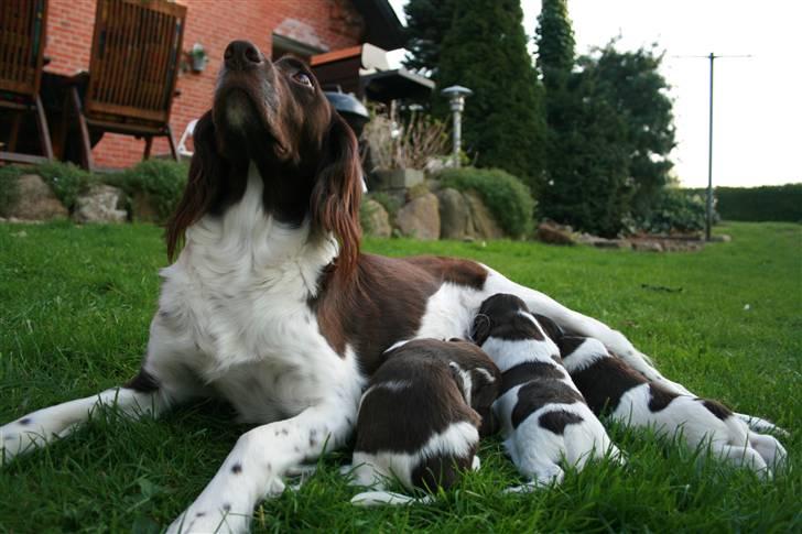 Kleiner münsterländer Sille - sille med hvalpene. billede 4