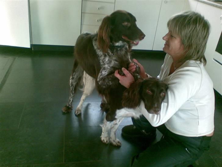 Kleiner münsterländer Sille - sille og theis der parre :D. billede 5