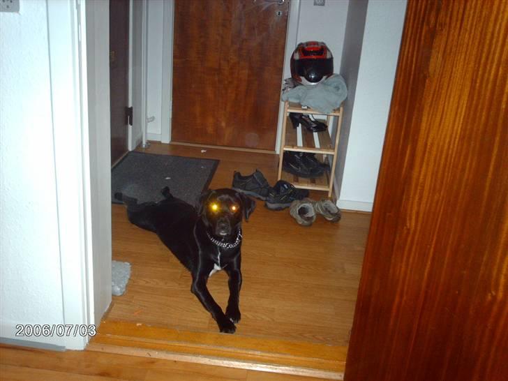 Labrador retriever bella billede 1