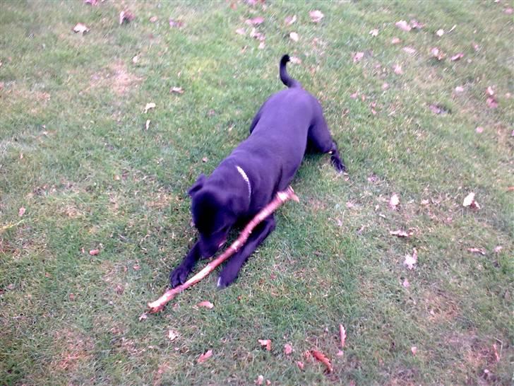 Labrador retriever bella billede 2