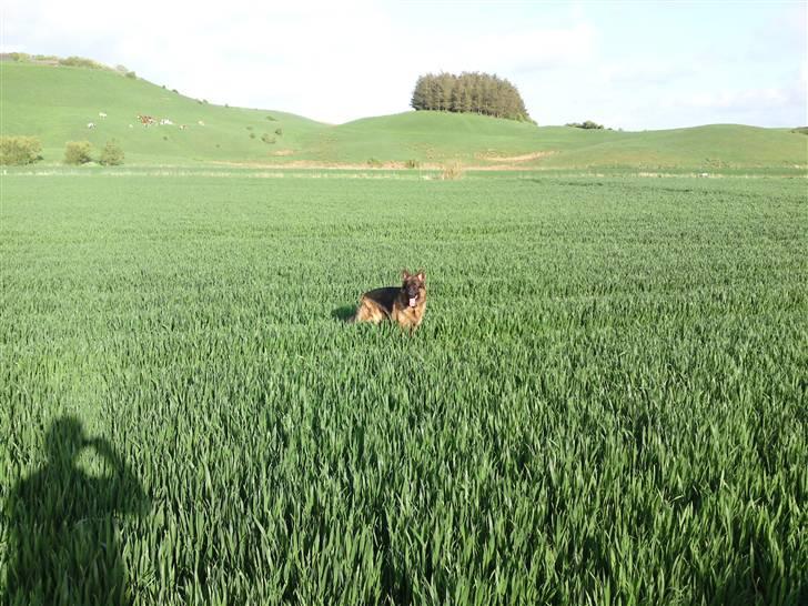 Schæferhund Gucci billede 8