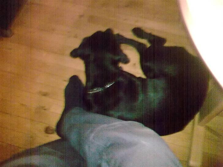 Labrador retriever bella billede 3