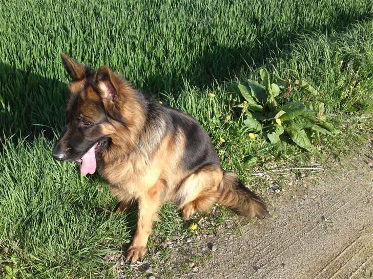 Schæferhund Gucci billede 9