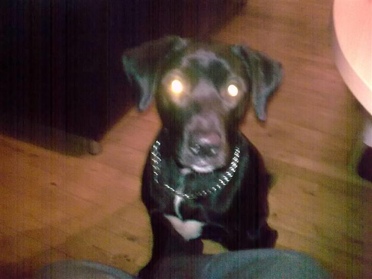 Labrador retriever bella billede 4