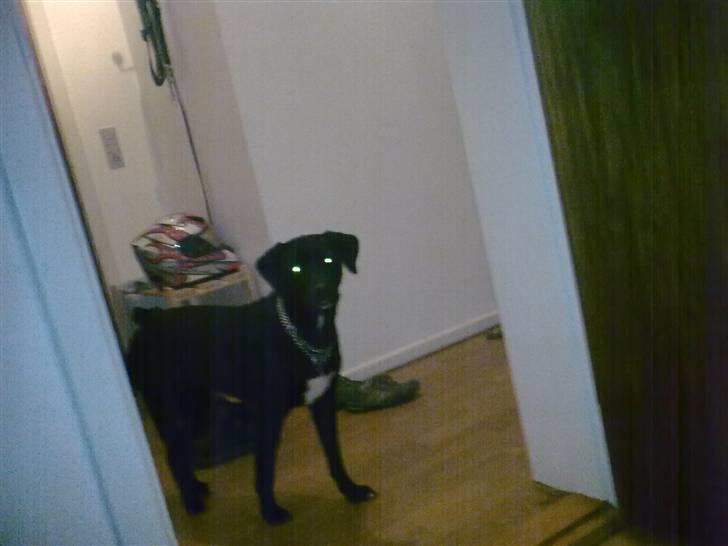 Labrador retriever bella billede 5