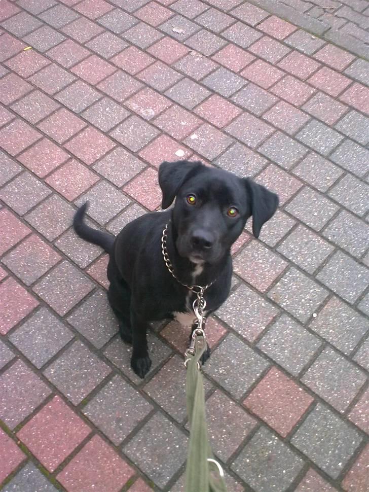 Labrador retriever bella billede 6