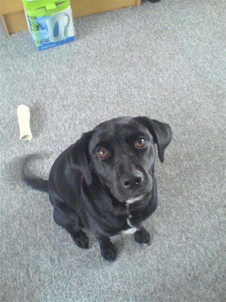 Labrador retriever bella billede 7