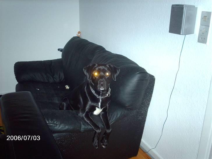 Labrador retriever bella billede 8