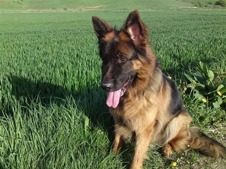 Schæferhund Gucci billede 10