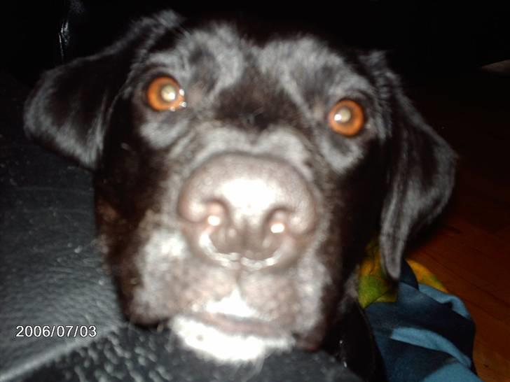 Labrador retriever bella billede 9