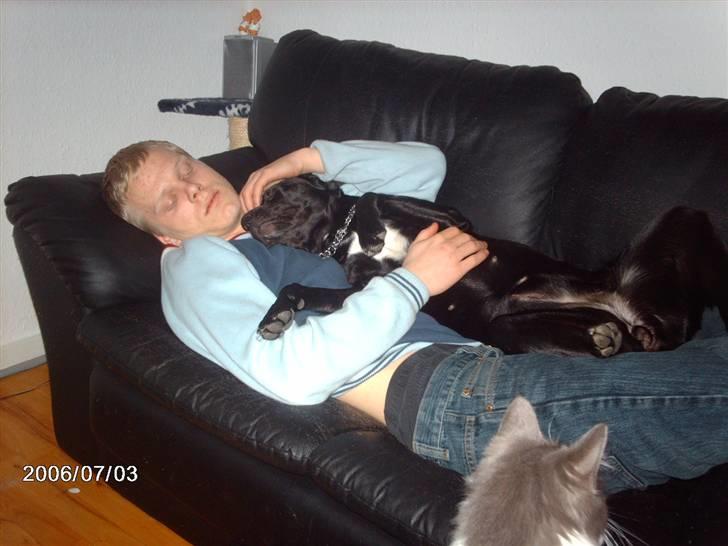 Labrador retriever bella billede 10